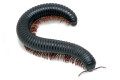 Mardonius parilis parilis Cameroon adult